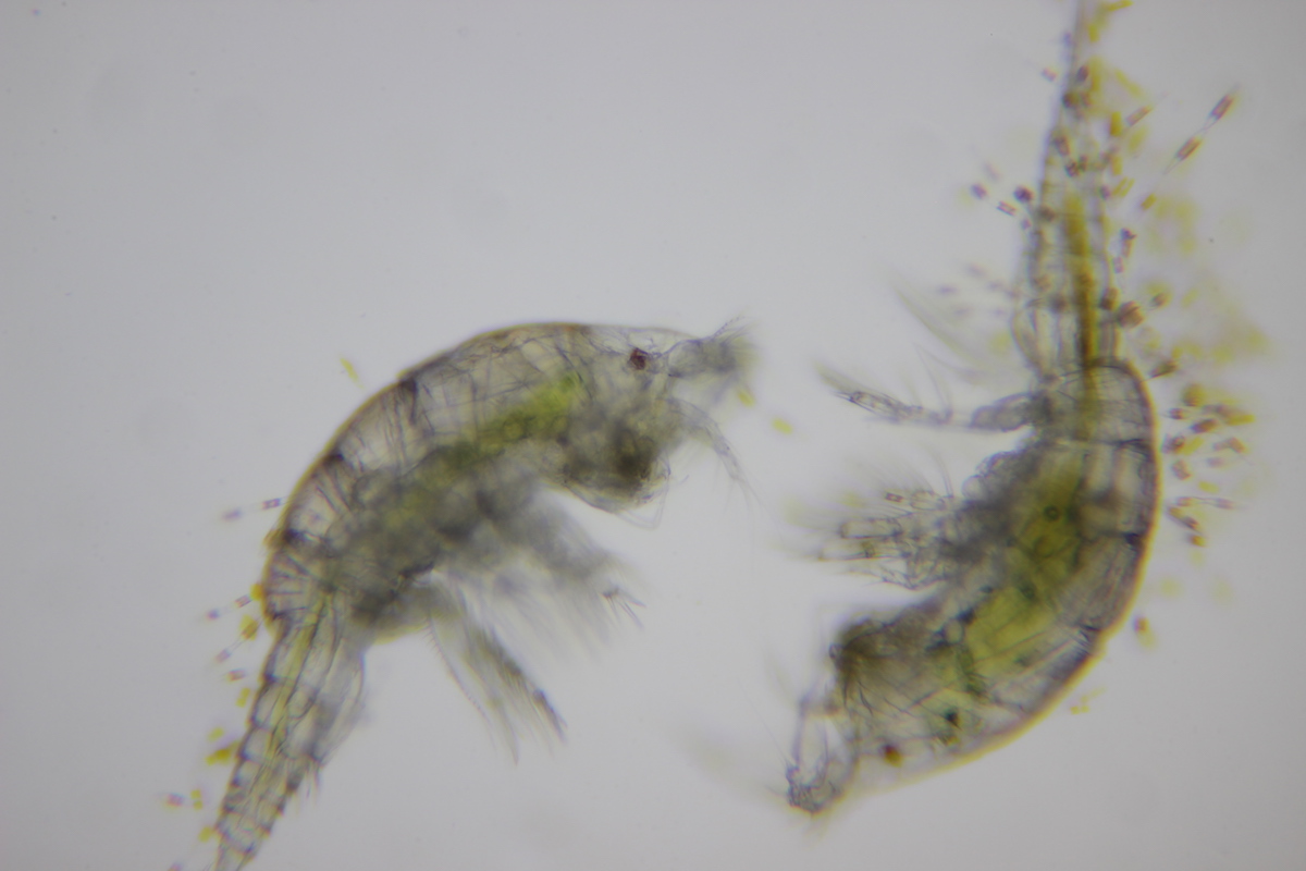29:08:19_plankton Jersey_copepods with diatoms